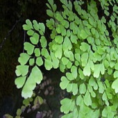 Adiantum radd. Fragans 170x170