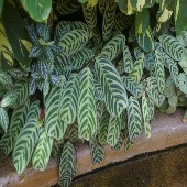 Ctenanthe burle marxii has dramatically striped leaves 170x170