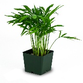 chamaedorea elegans neanthe bella parlor palm josh s frogs 170x170