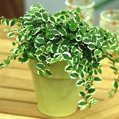 nurserylive ficus repens variegated 170x170