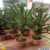 Araucaria_araucana