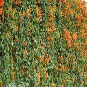 bignonia