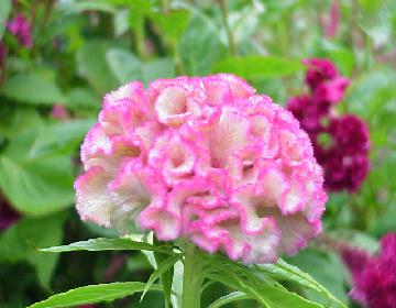 celosia_bombay