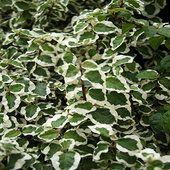 ficus-pumila-variegata