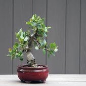 ficus_green_island