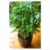 ficus_kinky