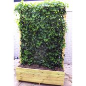 hedera-helix-green-ripple