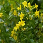 jasminum_yellow