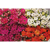 kalanchoe_kalandiva