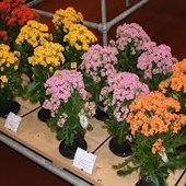 kalanchoe_variety