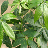 pachiraaquatica35-small