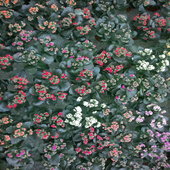 rsz_12012013218