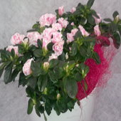 rsz_12012013219