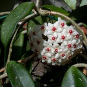 rsz_1hoya_carnosa