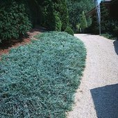 rsz_1juniperus_blue_chip