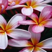 rsz_2frangipani
