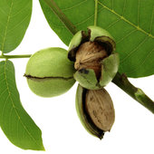 rsz_2hartley_walnut_tree