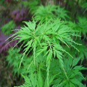 rsz_acer_palmatum_seiryu