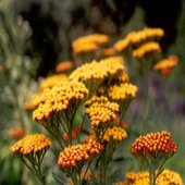 rsz_achillea_