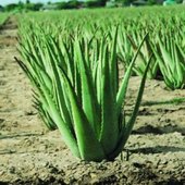 rsz_aloe_1