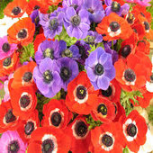 rsz_anemones_3