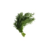 rsz_anethum_graveolens