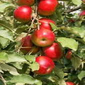 rsz_apple_1