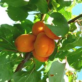 rsz_apricot_1