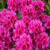 rsz_azalea_1