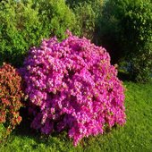 rsz_azalea_2