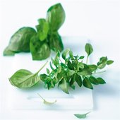 rsz_basil