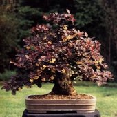 rsz_berberis_1
