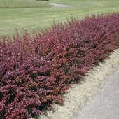 rsz_berberis_2