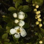 rsz_blossoms