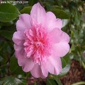 rsz_camelia_1