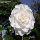 rsz_camelia_3