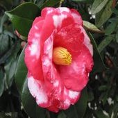 rsz_camelia_5