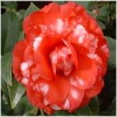 rsz_camelia_6