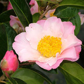 rsz_camelia_7
