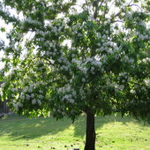 rsz_catalpa1