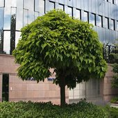 rsz_catalpa_2