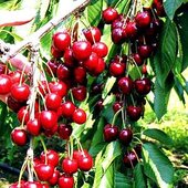 rsz_cherry_1