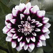 rsz_dah_2