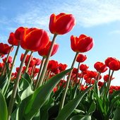 rsz_flower_2
