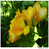 rsz_freesia_2