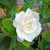 rsz_gardenia_1
