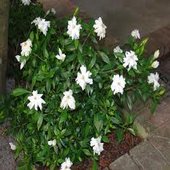 rsz_gardenia_2