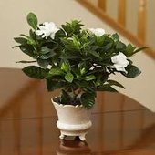 rsz_gardenia_3