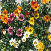 rsz_gazania_flowers_pictures_5