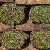 rsz_grass_1